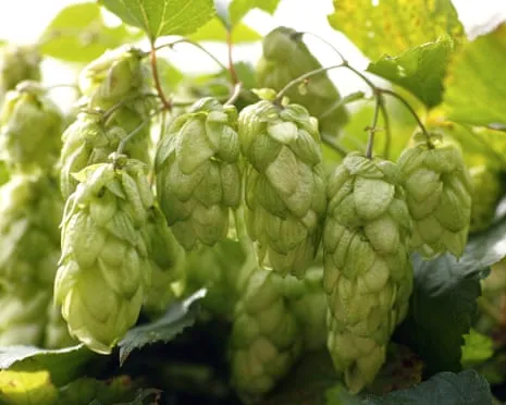 Craft A Personal Beer Garden: Cultivating Hops Is Simple and Satisfying